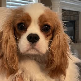 Cavalier King Charles Spaniels from Wrenwood Cavalier King Charles Spaniels