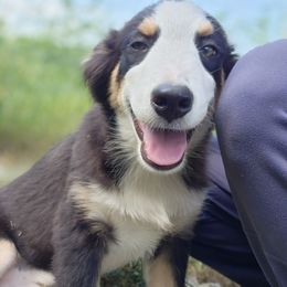 Cypress - Black tri male Miniature Australian Shepherd puppy in Macomb, Missouri from Faunus Farms and Aussies