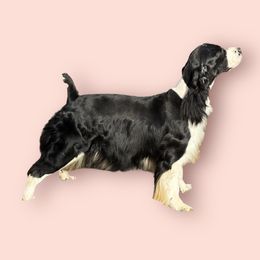 Lily - English Springer Spaniel