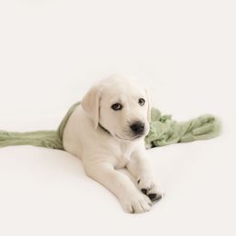 Boy 2 - Yellow Labrador Retriever puppy in Braselton, Georgia from Cedar Creek Labradors