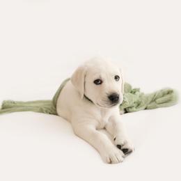 Boy 2 - Yellow Labrador Retriever puppy in Braselton, Georgia from Cedar Creek Labradors