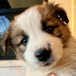 AKC CHAMPION BLOODLINE-  LATTE - Sable male Border Collie puppy in Conroe, Texas from Aloha Border Collies- AKC Champion Bloodline