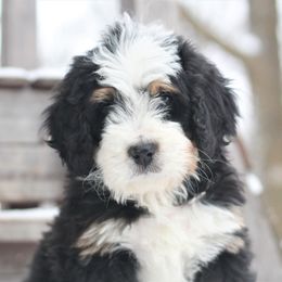 Bernedoodle Puppies from Richardville Hunde