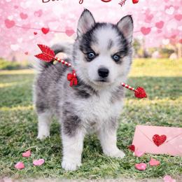 Arrow - Black and white male Pomsky puppy in La Verne, California from Red Cedar Pomskies