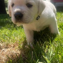 Labrador Retriever Puppies from Snowpeak English Labradors