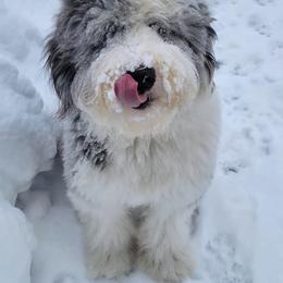 Old English Sheepdog All Grown Up from Cheshire Old English Sheepdogs