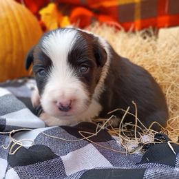 Chet - Black and white male Border Collie puppy in Dundy County, Nebraska from Stag Valley Homestead