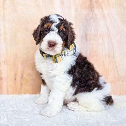 Tumnus - Brown and white male Bernedoodle puppy in Gaylord, Michigan from Dog Mom Co. Doodles