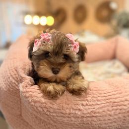 Mía - Liver female Miniature Schnauzer puppy in Orange City, Florida from Xaysha’s Miniature Schnauzers
