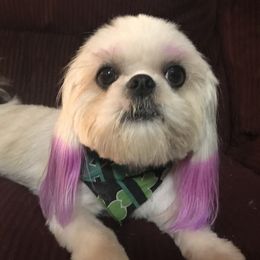 Jasmine - Shih Tzu