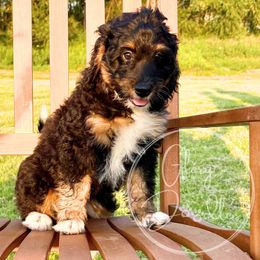 Nori (Green) - Tri-color female Bernedoodle puppy in Rockwall, Texas from Glory Doodles