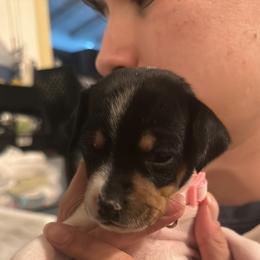 Rat Terrier Puppies from The Puppy Patch Rat Terriers