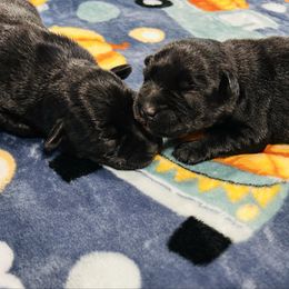 Butterscotch - Black male Miniature Schnauzer puppy in Springfield, Tennessee from My Lovable Schnauzers