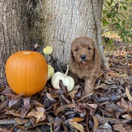Girl 2 - Assorted Doodle Crosses puppy in Due West, South Carolina from Miller Family Puppies