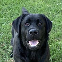 Labrador Retrievers from Steele Labradors