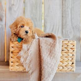 Sunny - Apricot male Goldendoodle puppy in Elizabethtown, Kentucky from Reddy Poodles & Doodles