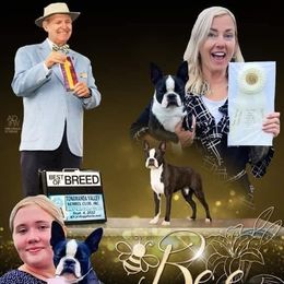 Boston Terrier puppies from Cornerstone Boston Terriers