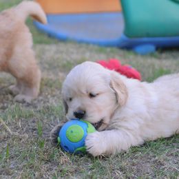 Golden Retriever Puppies from Scion Golden Retrievers