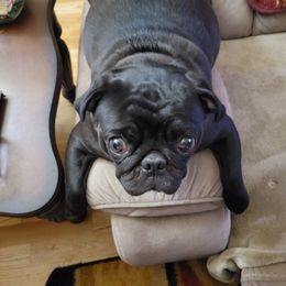 Pug Puppies from Barkey Pugs