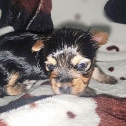 Peanut - Black and tan female Yorkshire Terrier puppy in Thornville, Ohio from My precious yorkies