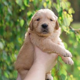 Allie ( white Collar ) - Golden female Golden Retriever puppy in Oregon from A Goldens First Love