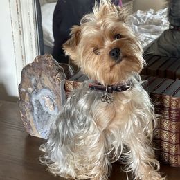 Cooper - Yorkshire Terrier