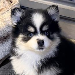 Ariya's boy2 - Black and white male Pomsky puppy in Enid, Oklahoma from Mile Hi Pomskies