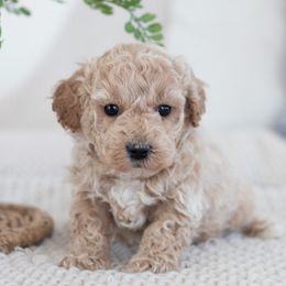 Maltipoo, Shichon, and Shihpoo Puppies from Timbercreek Puppies