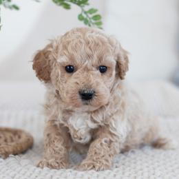 Maltipoo, Shichon, and Shihpoo Puppies from Timbercreek Puppies