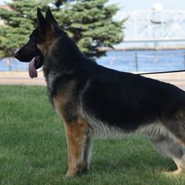 German Shepherds from Steffca
