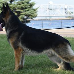 German Shepherds from Steffca