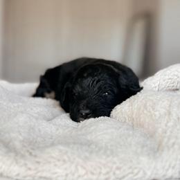 Borealis, Boy - Black and white male Bernedoodle puppy in Maricopa, Arizona from Desert Ridge Doodles