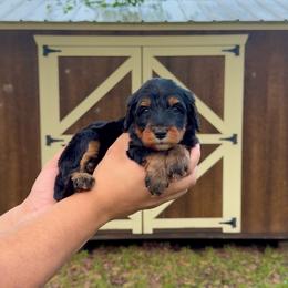 Ollie - Tri-color male Bernedoodle puppy in Greenville, Texas from Doodles of Promise
