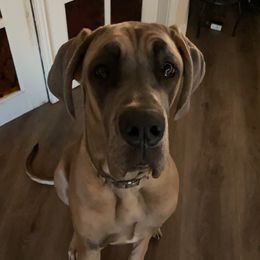 Lena - Great Dane