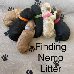 Boy 3 - Black male Whoodle puppy in Pima, Arizona from Schmidt's K9s