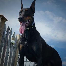 Doberman Pinscher All Grown Up from SolStorm Dobermanns