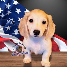 AFDs Kasper - Dapple Dachshund puppy in Waverly, Ohio from Always Faithful Dachshunds