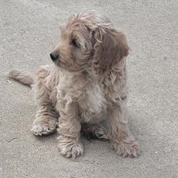 Cockapoos from Stone Creek Kennel