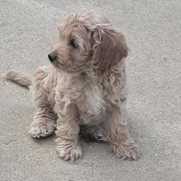 Cockapoos from Stone Creek Kennel