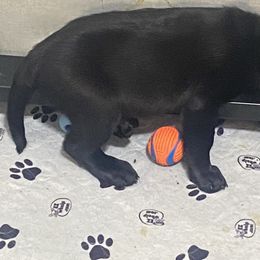 Labrador Retriever Puppies from Iron Lion