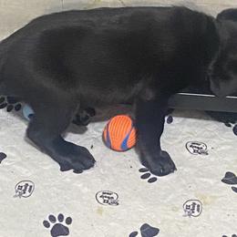 Labrador Retriever Puppies from Iron Lion
