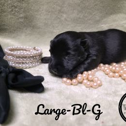 German Shepherd and Scottish Terrier Puppies from Viceroy's Kennel LLC