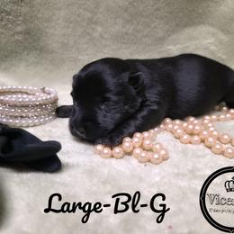 German Shepherd and Scottish Terrier Puppies from Viceroy's Kennel LLC