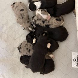 Miniature Australian Shepherd Puppies from 5 Star Mini Aussies