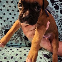 Charlie - Fawn male Boxer puppy in Upper Sandusky, Ohio from Cornish Canines
