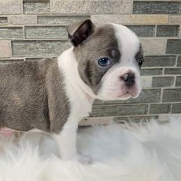 Boston Terrier Puppies from Our Gang Bostons