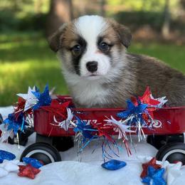 Full Fluff TC - Sable male Pembroke Welsh Corgi puppy in Nashville, Arkansas from Whisenhunt Farms