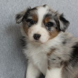 Australian Shepherds from Dyna Aussies