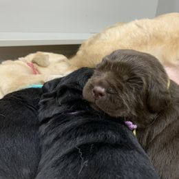 Labrador Retriever Puppies from Ashland Labradors