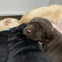 Labrador Retriever Puppies from Ashland Labradors